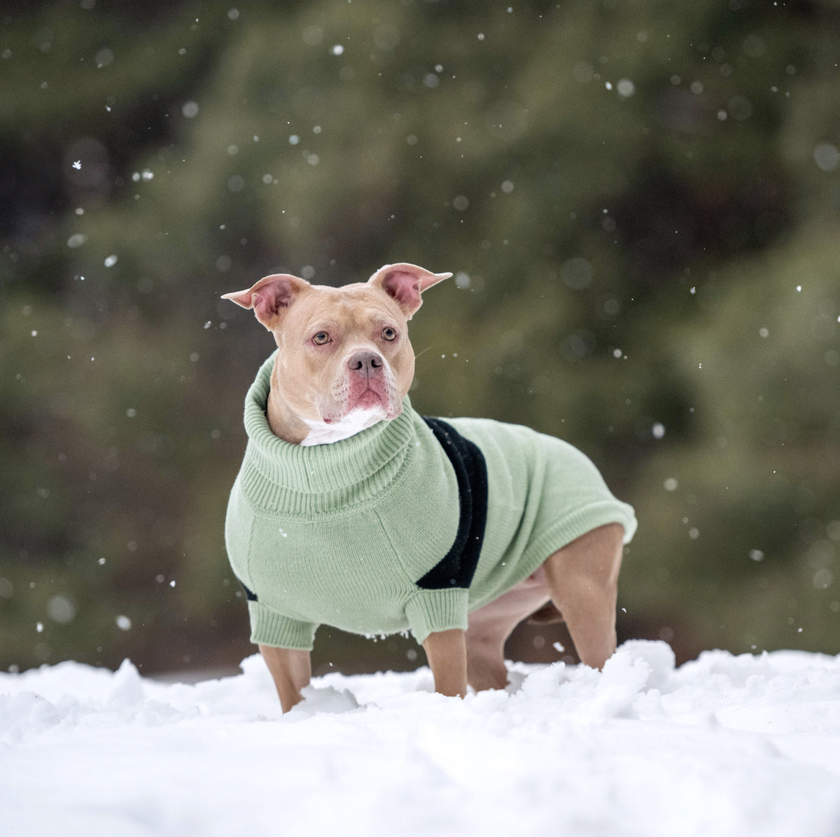 GF PET Catalyst Dog Sweater