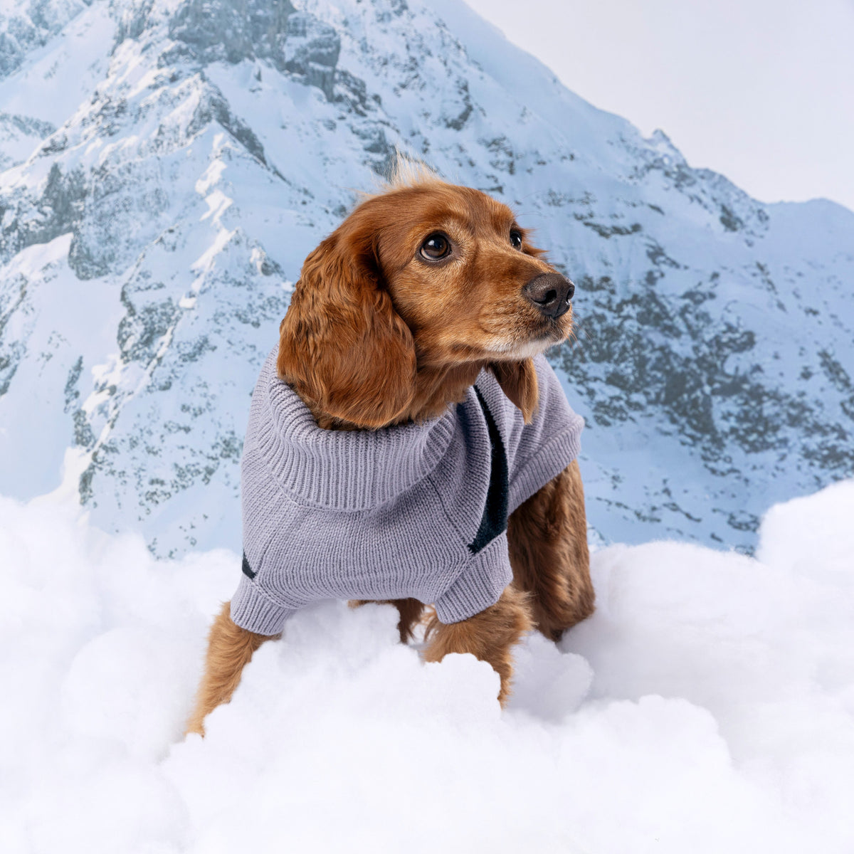 GF PET Catalyst Dog Sweater