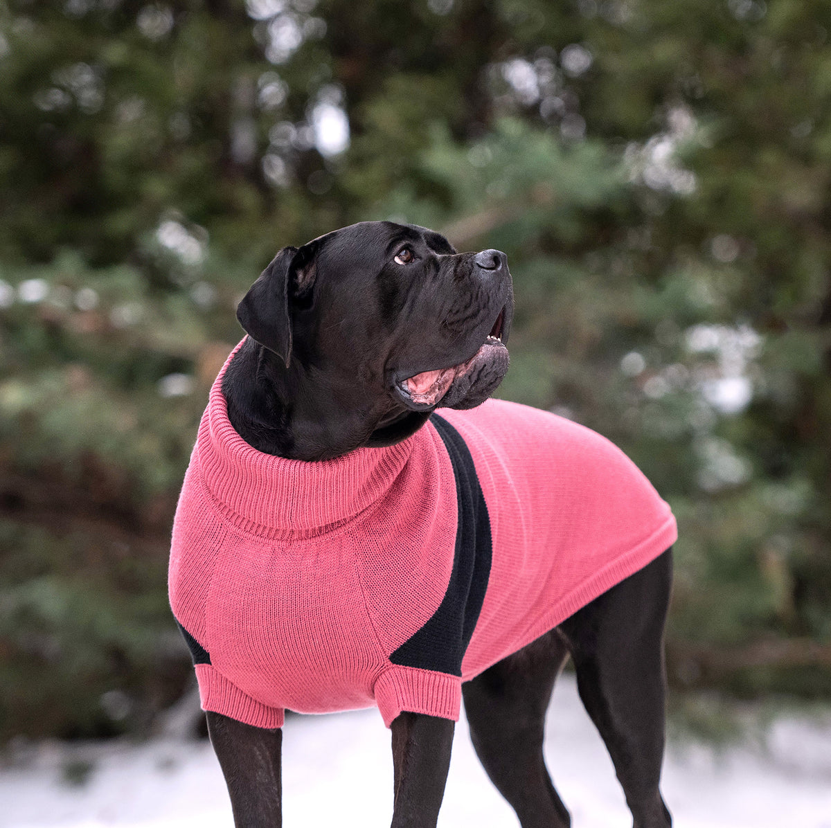 GF PET Catalyst Dog Sweater