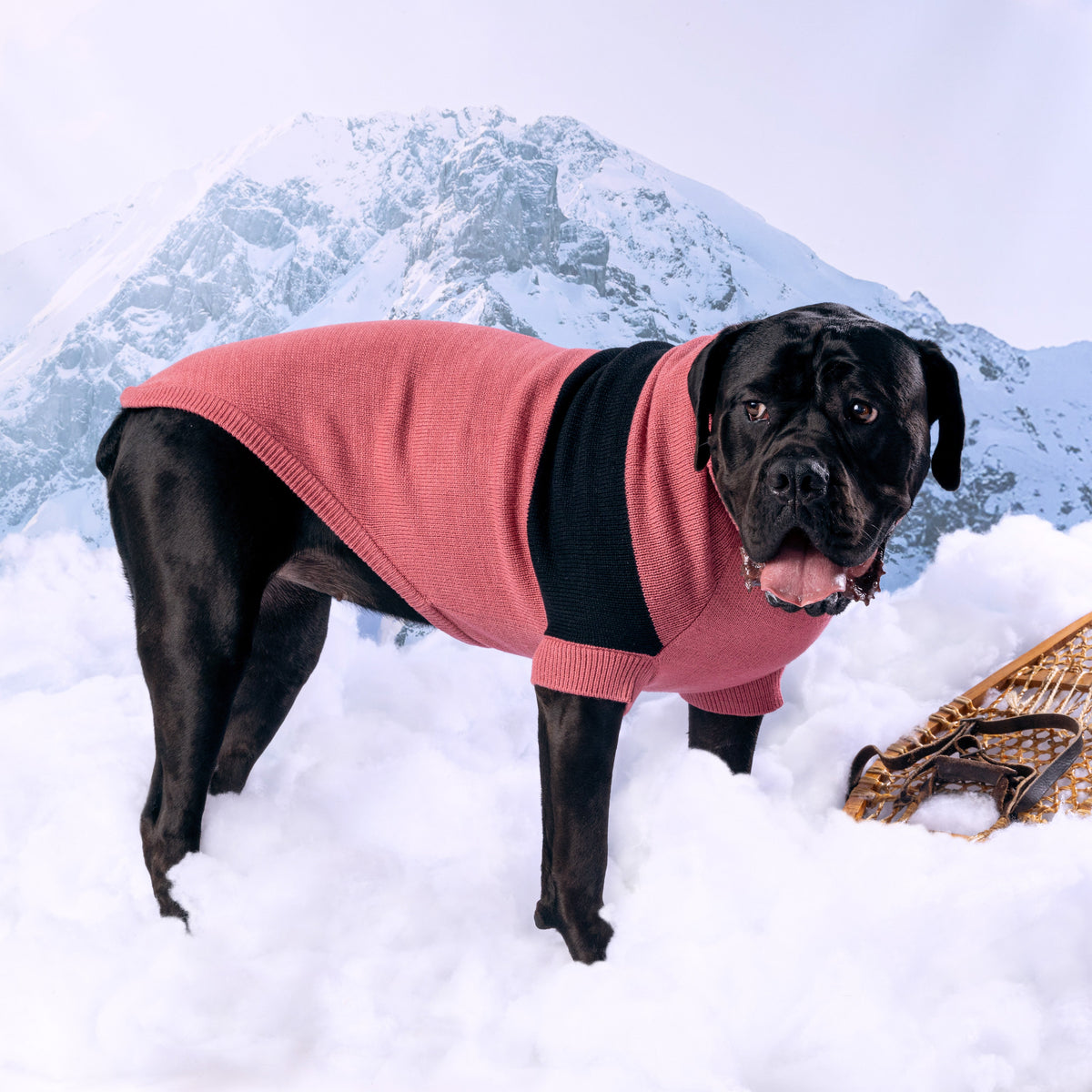 GF PET Catalyst Dog Sweater
