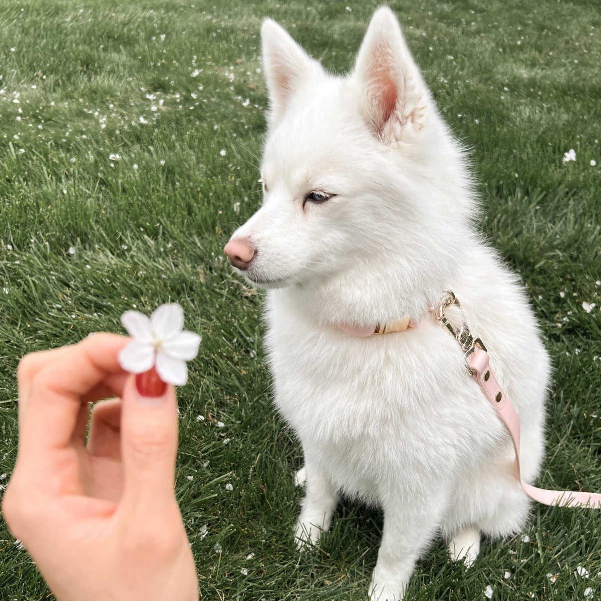 Fur Elise Dog Collar - Rose — collar styling detail