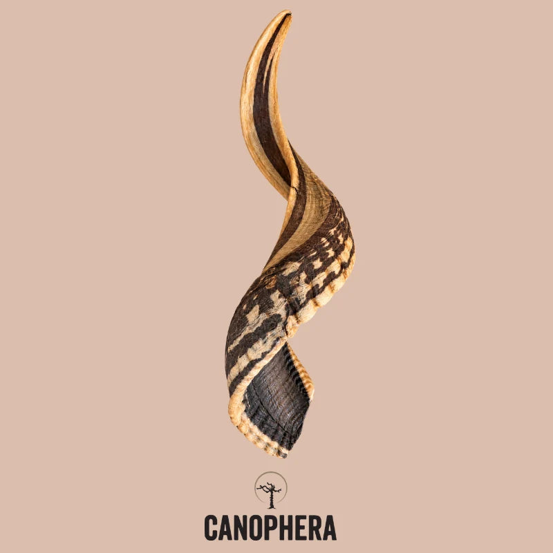 Canophera Sheep Horns