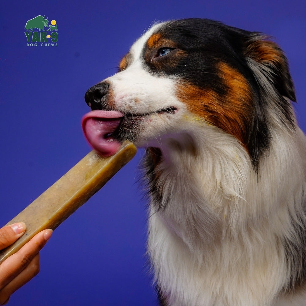 yak9 - Blueberry Yak Chews for Dogs