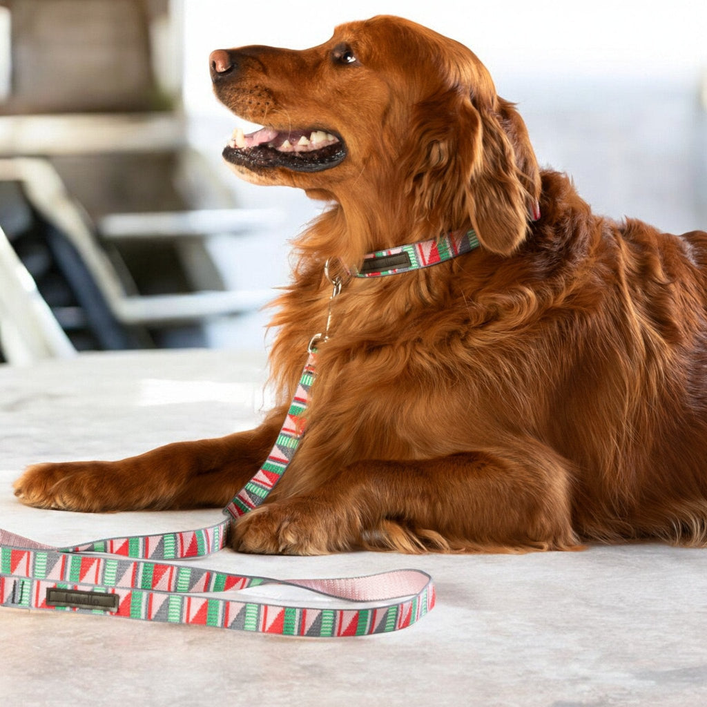 Classic Dog Collar - 1-Inch