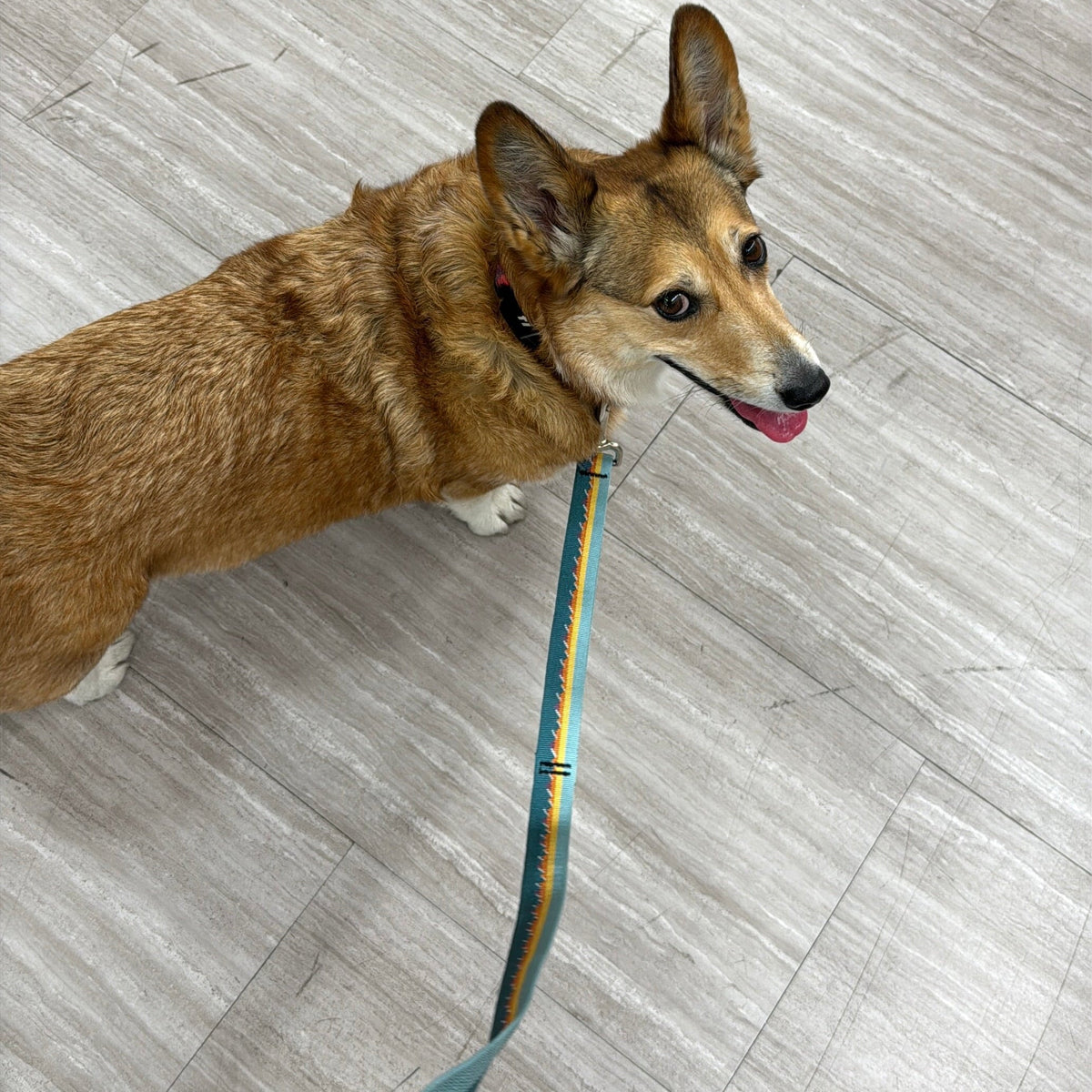 Adjustable Hands-Free Leash - 1-Inch