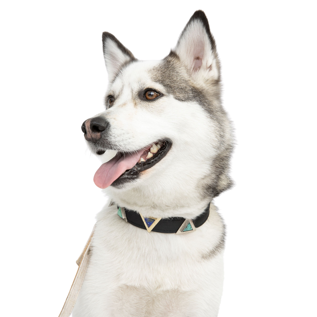 Diphda Midnight Black Cork Leather Collar