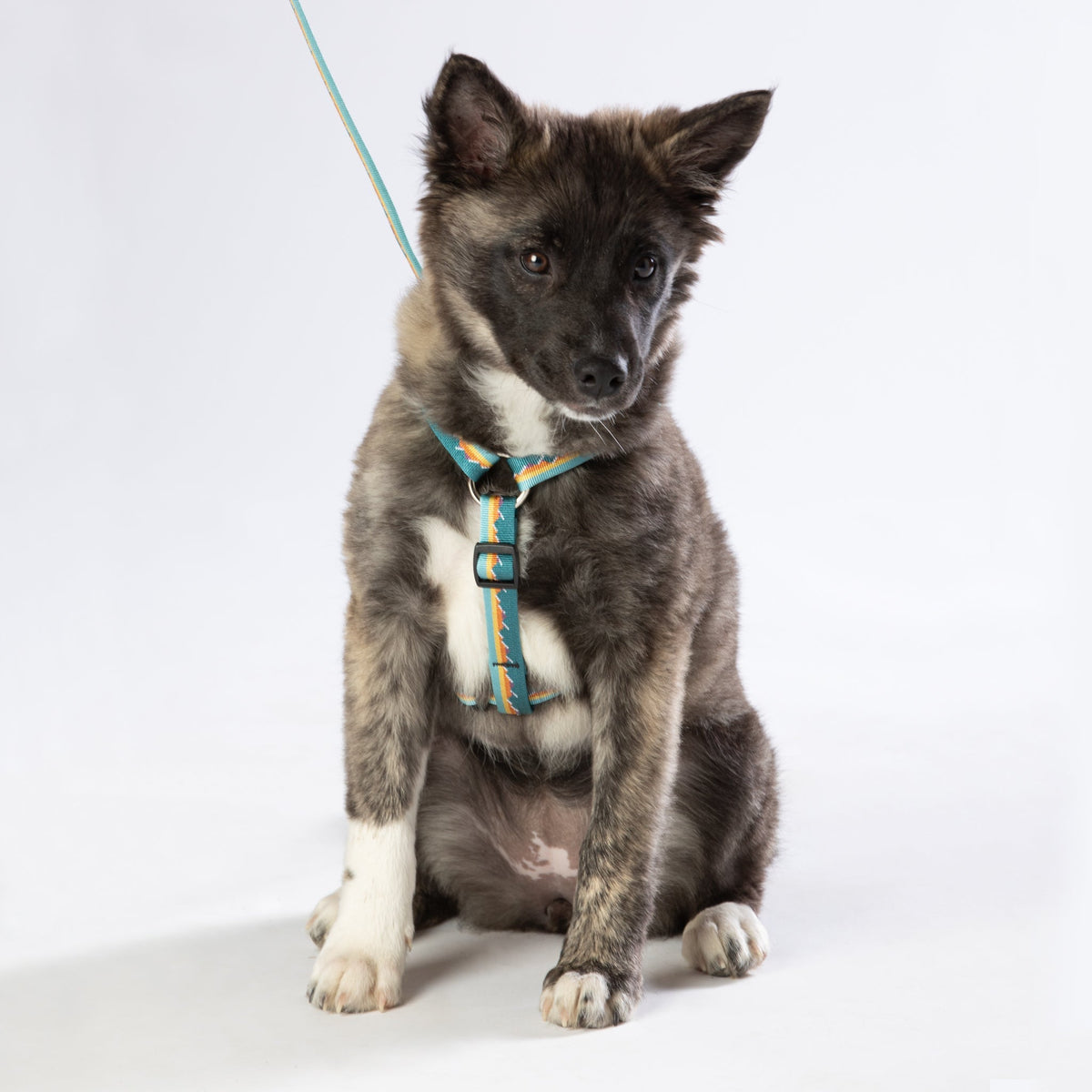 Adjustable Dog Harness - 3/4-Inch