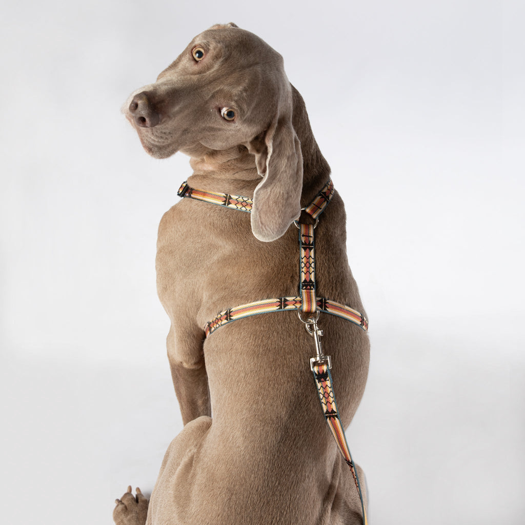 Adjustable Dog Harness - 3/4-Inch