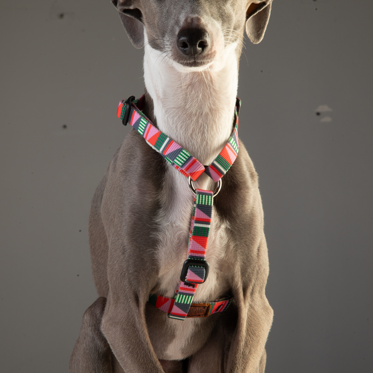 Adjustable Dog Harness - 1/2-Inch