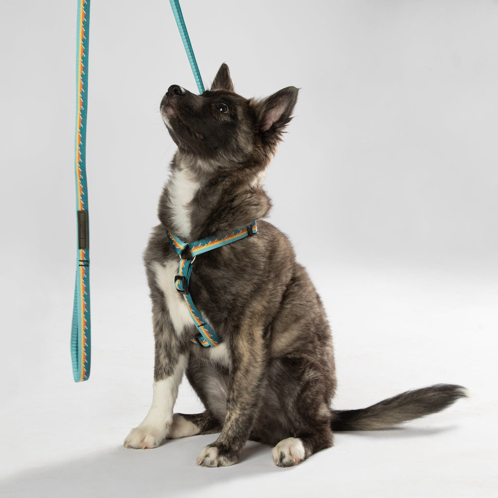 Classic Dog Leash - 3/4-Inch