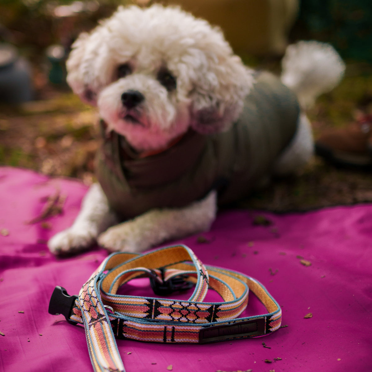 Adjustable Hands-Free Leash - 3/4-Inch