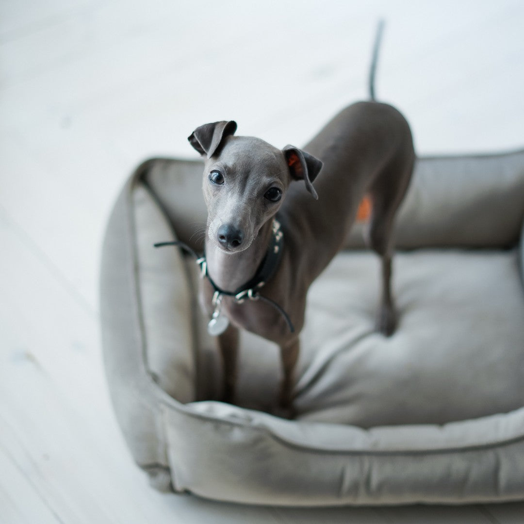 Chester & Lee - Classic Velvet Sleeper Dog Bed Gray