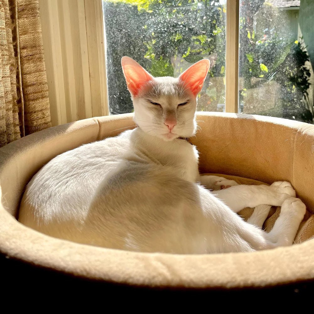 K&H Pet Products Thermo-Kitty Bed Indoor Heated Cat Bed