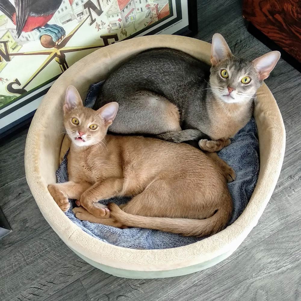 K&H Pet Products Thermo-Kitty Bed Indoor Heated Cat Bed