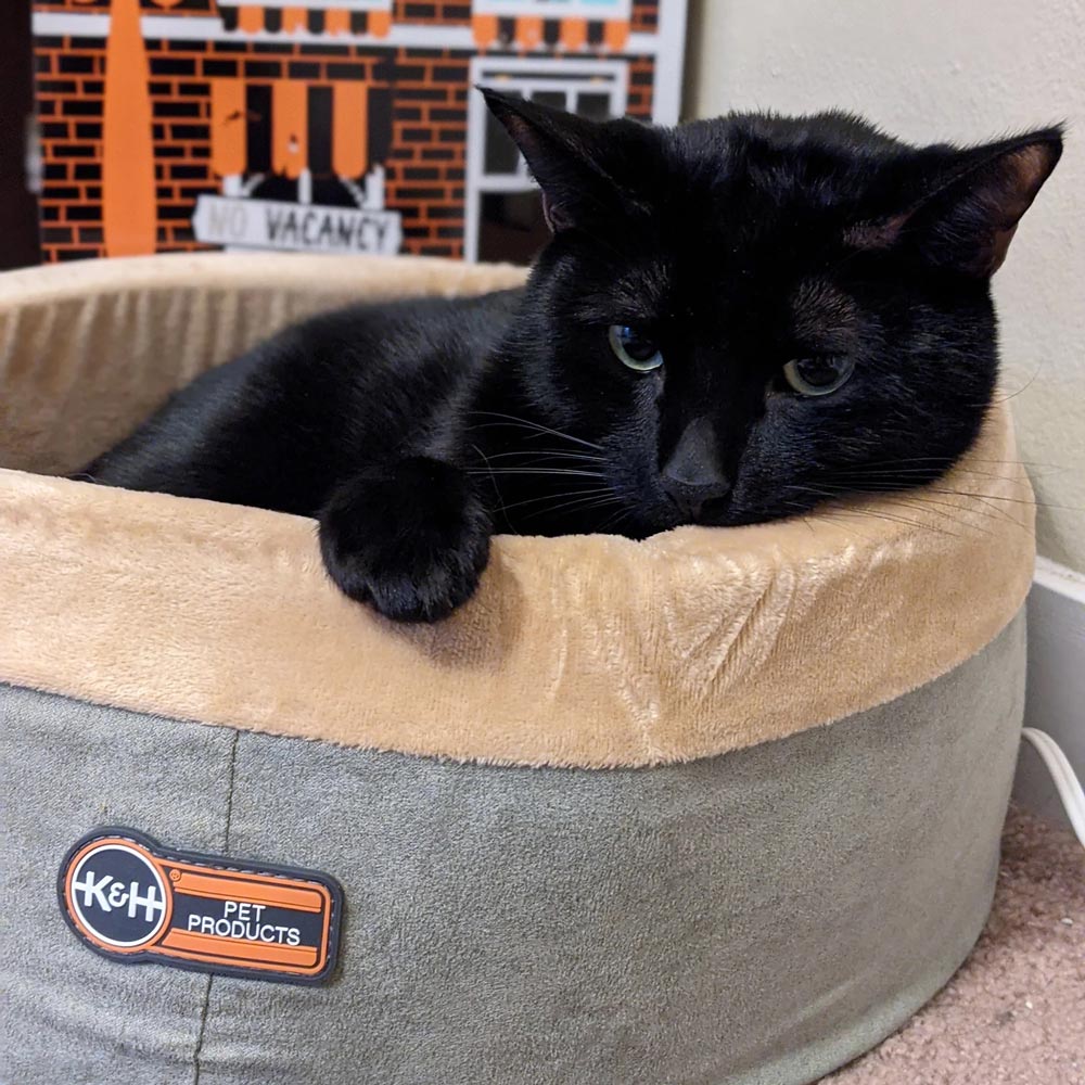 K&H Pet Products Thermo-Kitty Bed Indoor Heated Cat Bed
