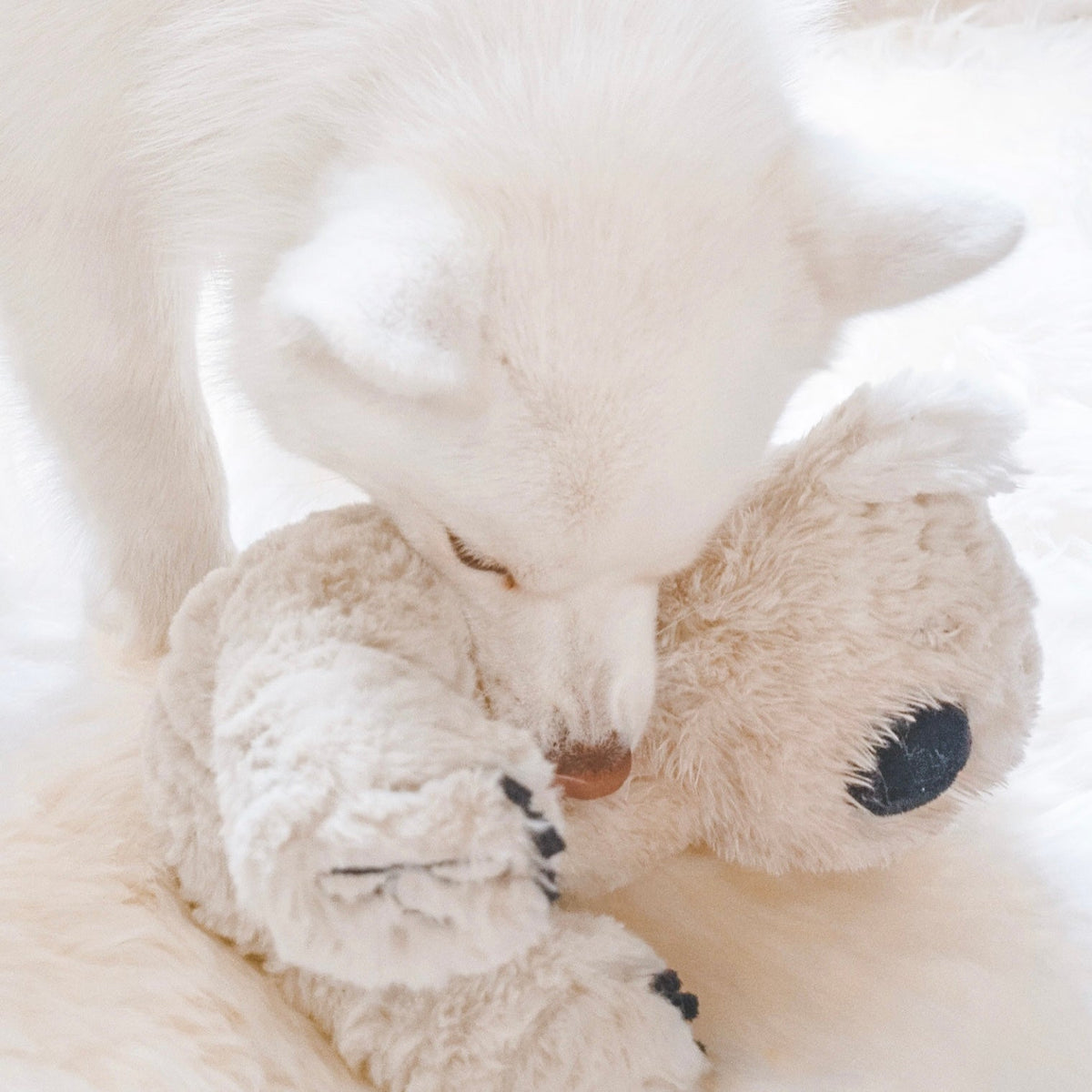 Fur Elise Koko Koala Plush Dog Toy - Maxi — toy shown during play