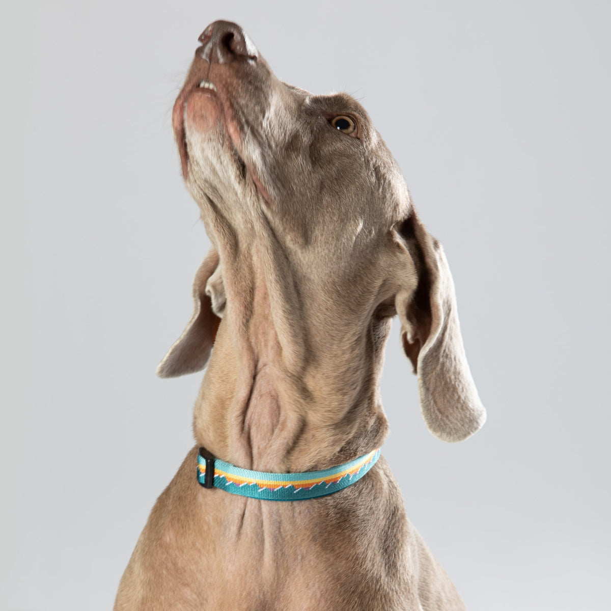 Classic Dog Collar - 1-Inch