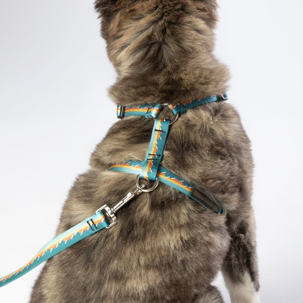 Adjustable Dog Harness - 1-Inch