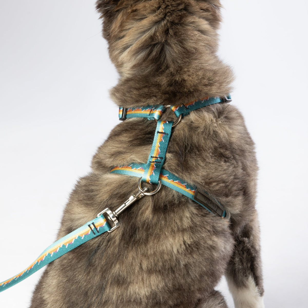 Adjustable Dog Harness - 3/4-Inch