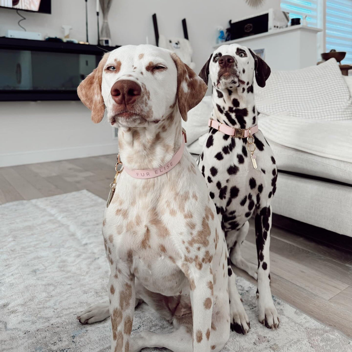 Fur Elise Dog Collar - Rose — collar styling detail