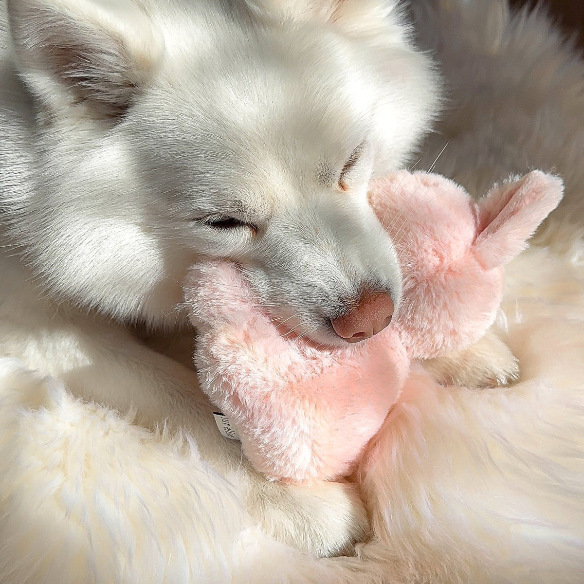 Fur Elise Ruby Rabbit Plush Dog Toy Set - Mini & Maxi — toy shown during play