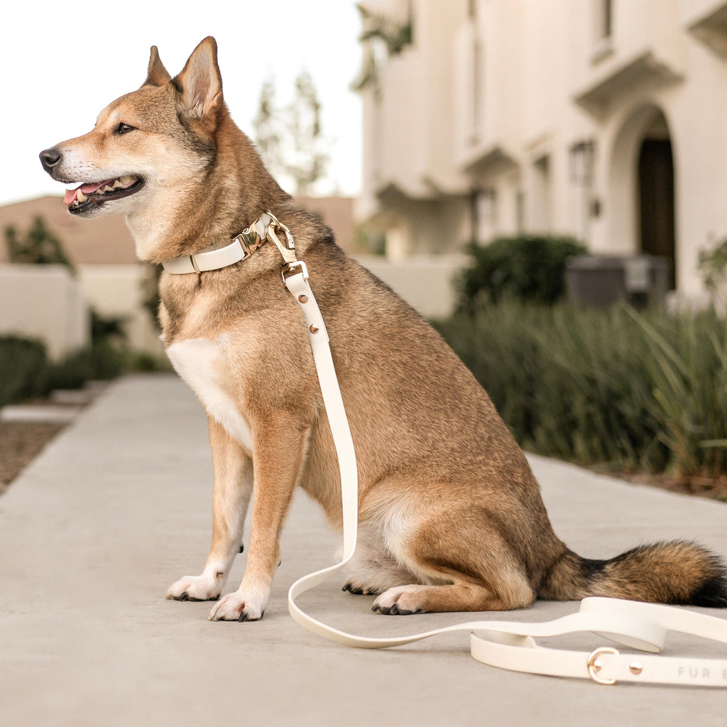 Fur Elise Dog Collar & Leash Set - Bone — individual component or lifestyle view